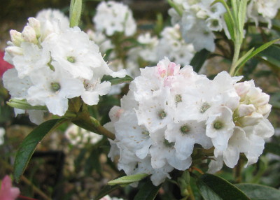 Rhododendron 'Arctic Tern'